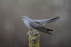 Wildlife photographer Paul McDougall