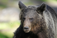 Wildlife photographer Paul McDougall