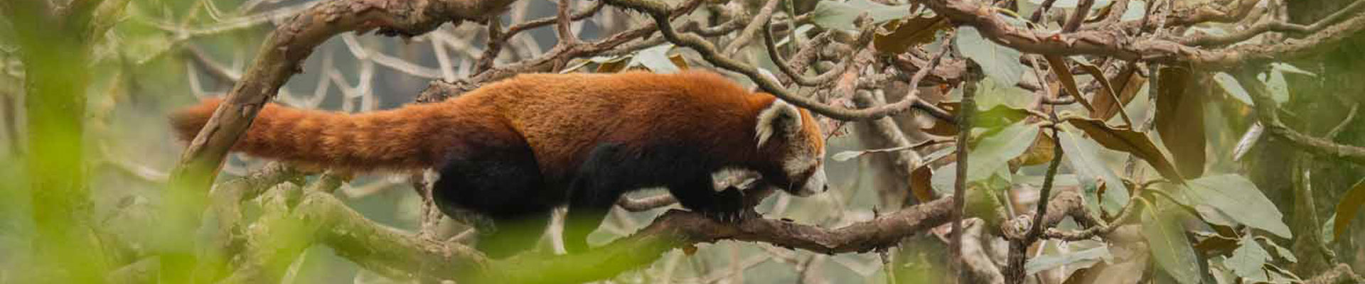 Red Panda by Paul McDougall Wildlife Photographer