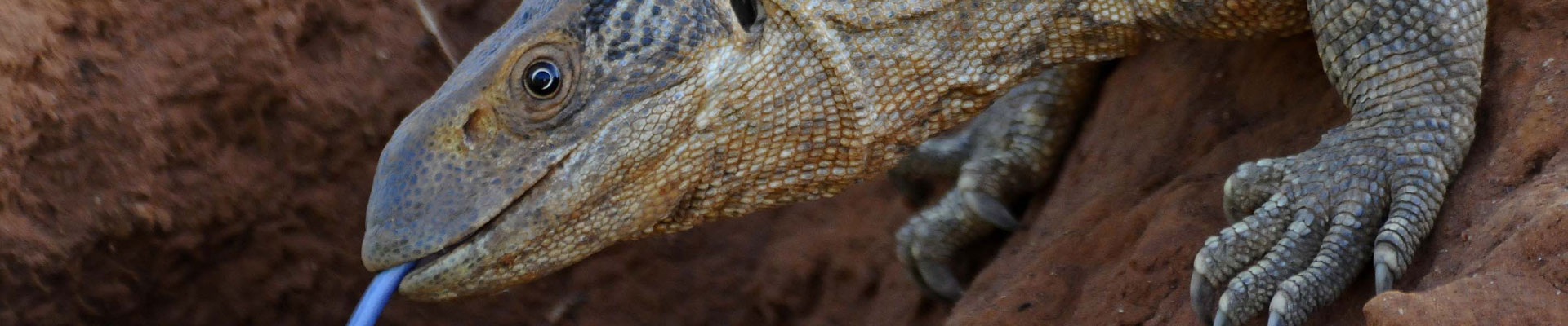 Photograph monitor lizards and other wildlife in Samburu National Reserve in Kenya.