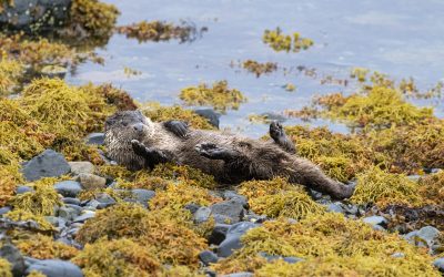 In search of otters Part 1
