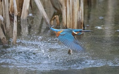 Local Lockdown Project – Kingfishers