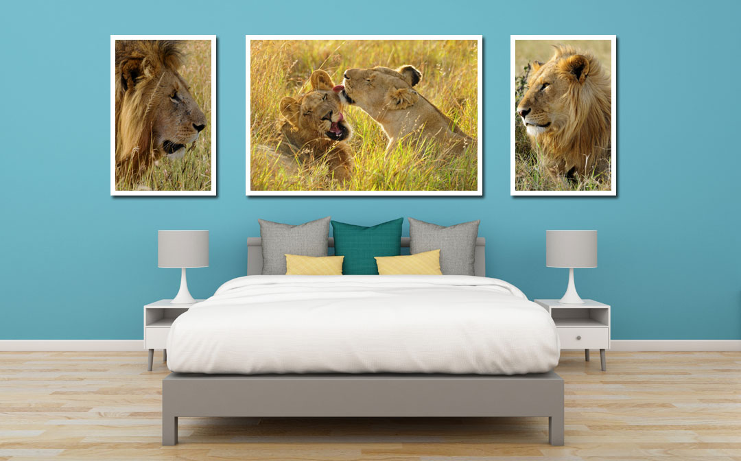 Buying Lion Images and Lion Art