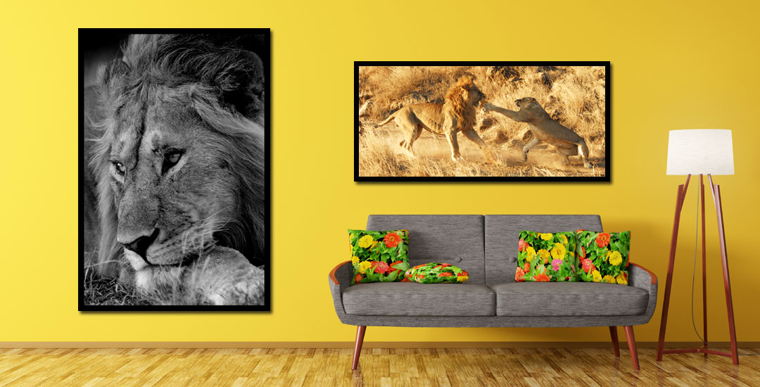 Buying Lion Images and Lion Art