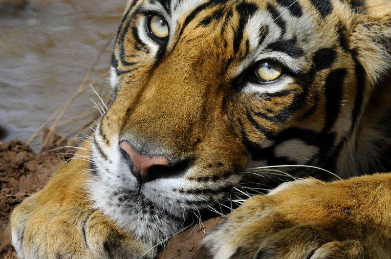 India Tiger Photo Safari