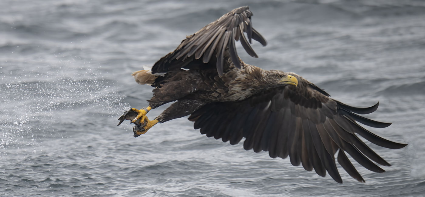 Eagle by wildlife photographer Paul McDougall