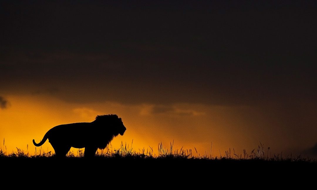 Lion by wildlife photographer Paul McDougall