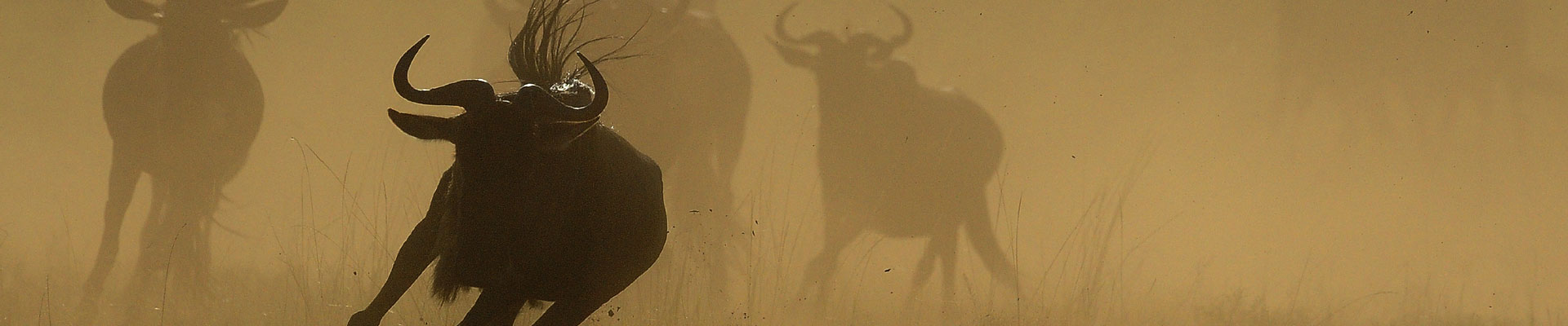 Wildebeest by Paul McDougall