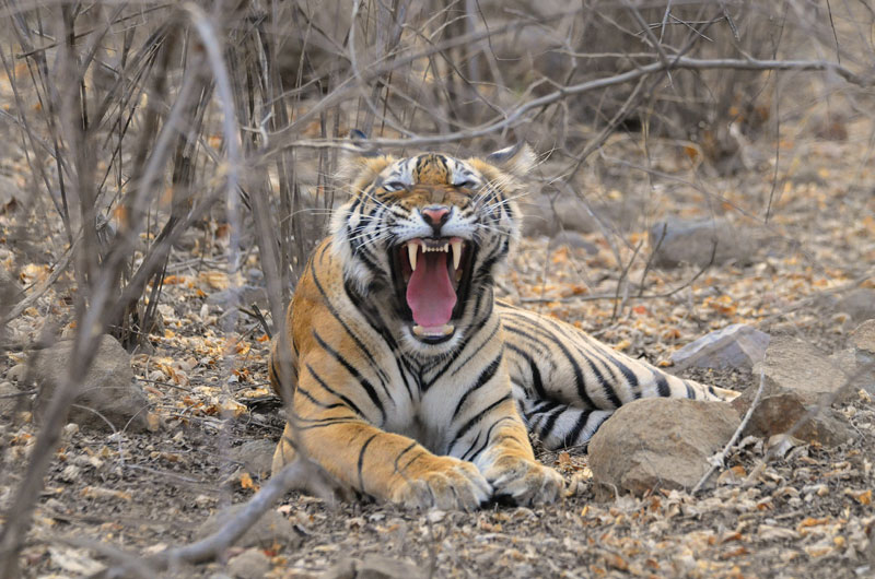 Tiger photo safari in India