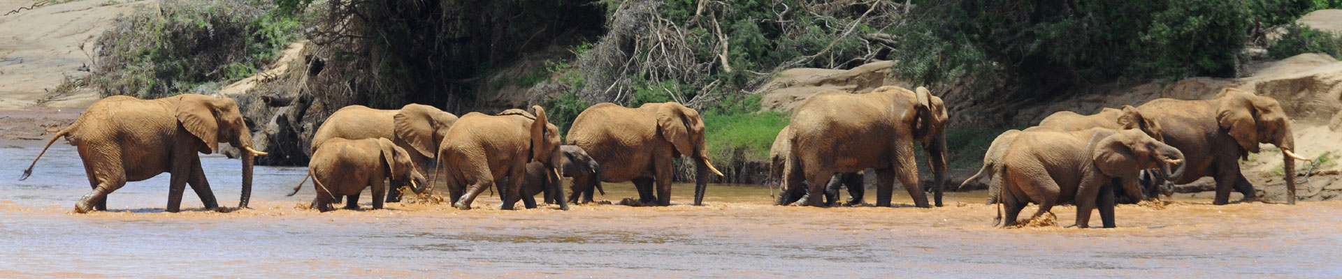 Elephants in Masai Mara and Samburu out of season. Photograph by Paul McDougall.