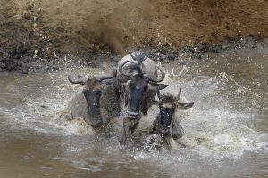 Wildebeest Migration Photographic Safari Masai Mara