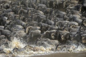 Wildebeest Migration Photographic Safari Masai Mara
