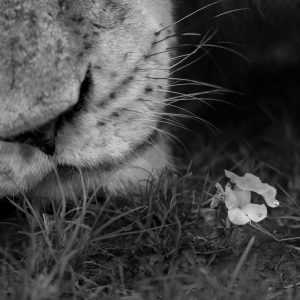 Lion and Flower