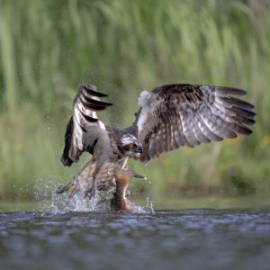 Osprey catching a trout