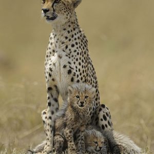 Cheetah and Cubs Giclée Art Print
