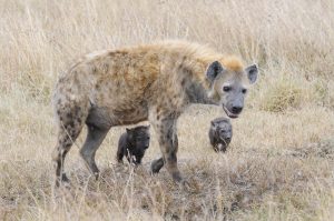 Wildlife Photography Technique. Hyena
