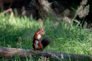 Wildlife Photography Technique. Red Squirrel