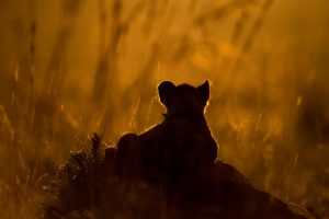Wildlife Photography Technique. Backlit Lion Cub