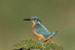 Wildlife Photography Technique. Kingfisher