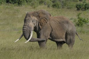 Wildlife Photography Technique. Elephant