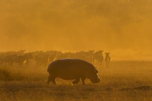 Wildlife Photography Technique. Sunrise Hippo.