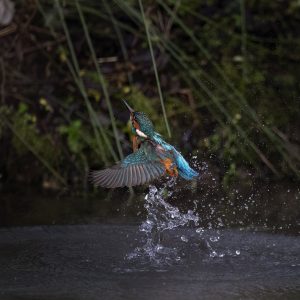 Diving Kingfisher