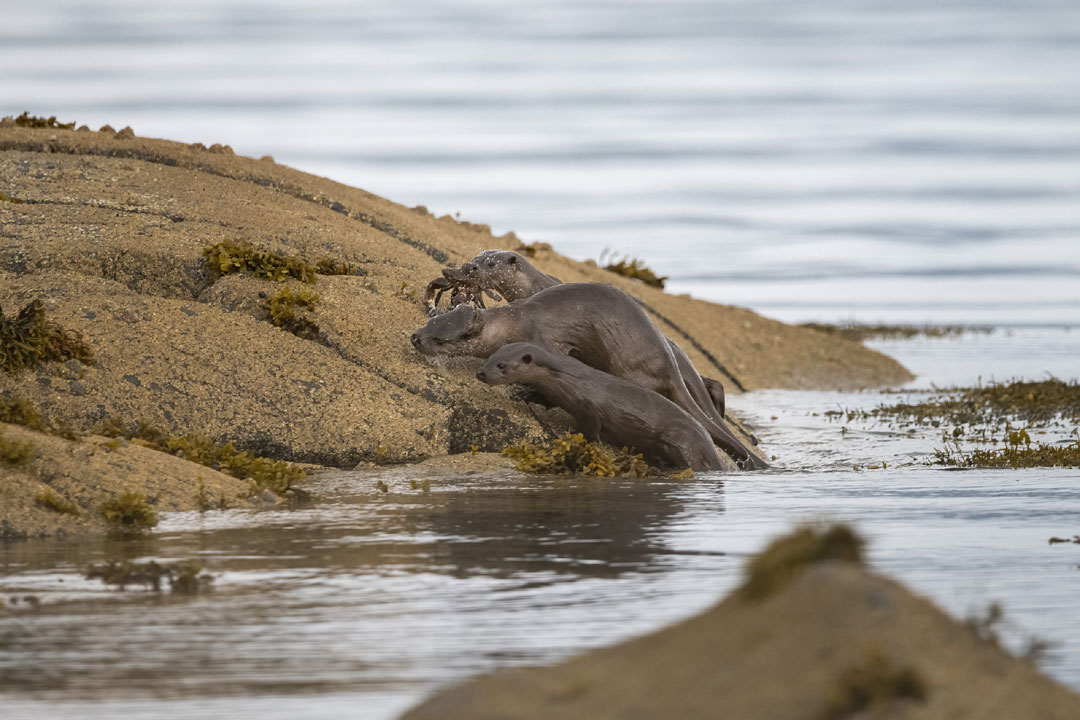 Photographing Otters