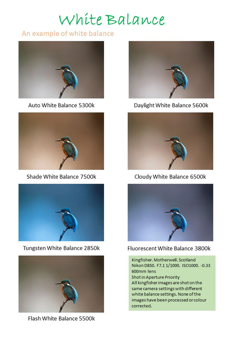White Balance. Ultimate Beginners Guide to Wildlife Photography