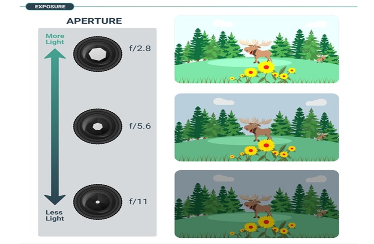 Aperture and exposure in wildlife photography