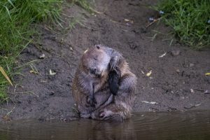 Beaver grooming shot with Aperture Priority and Auto ISO