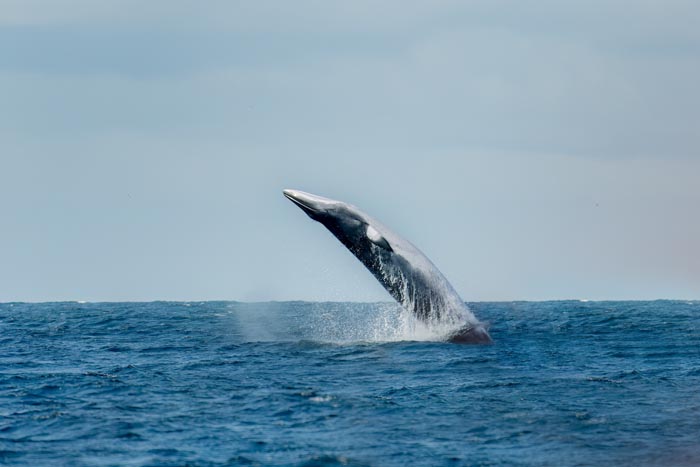 Breaching Minke Whale
