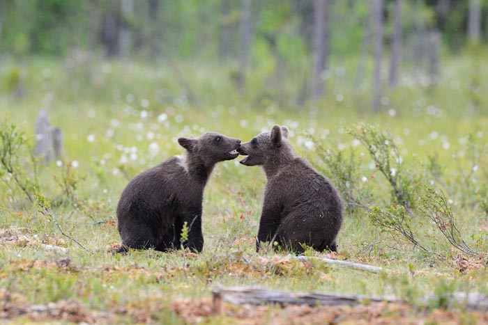 Bear cubs playing