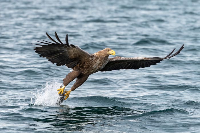 Diving White Tailed Eagle