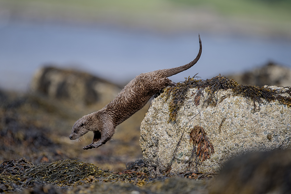 Jumping Otter