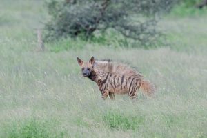 Striped Hyena shot using Aperture Priority and Auto ISO