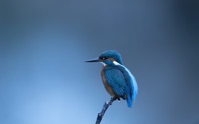 Tips for better wildlife photography Images – Understanding White Balance