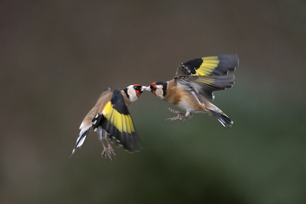 Fighting Goldfinches