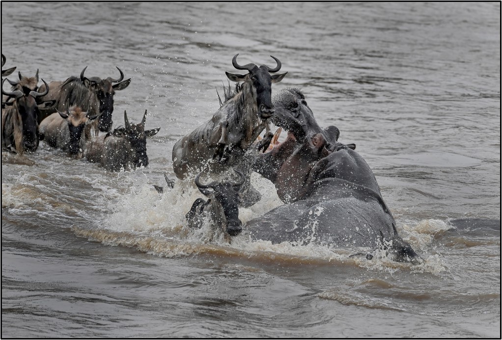 Photographing the Great Migration - Predators