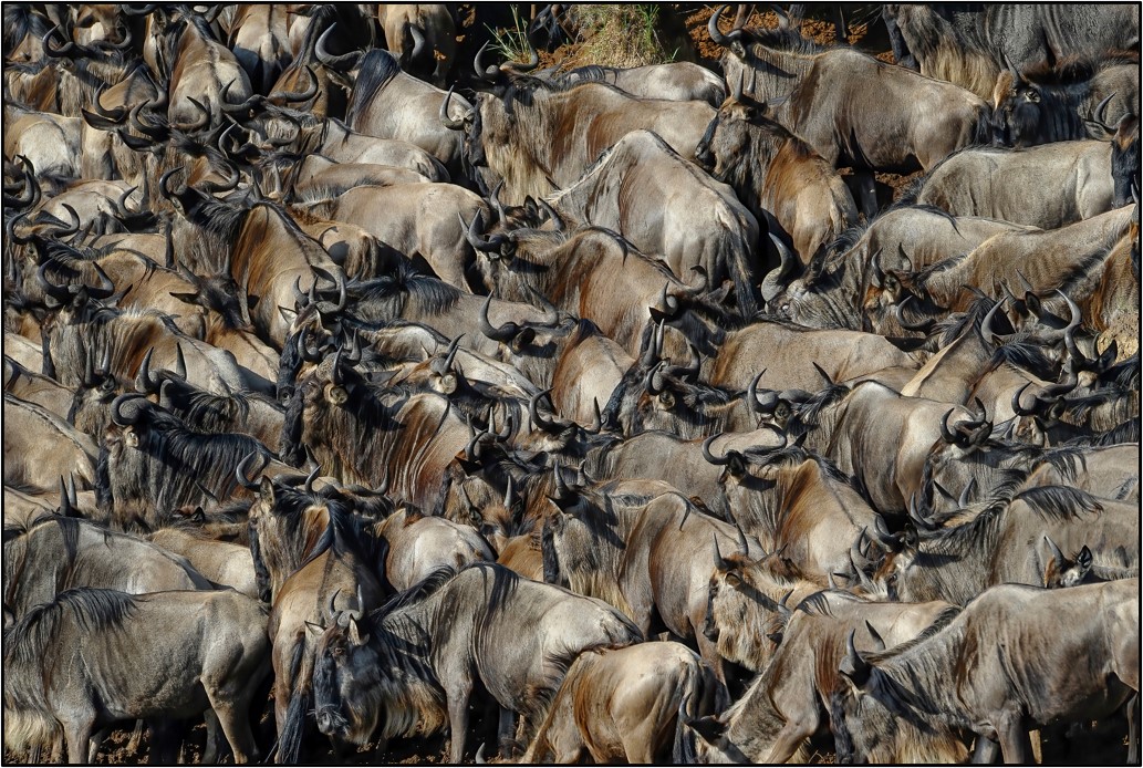 Photographing the Great Migration - Riverbank