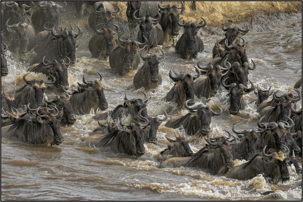 Photographing the Great Migration - Swimming