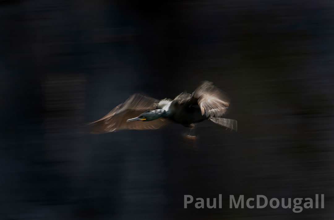 Photographing Birds in Flight with Paul McDougall