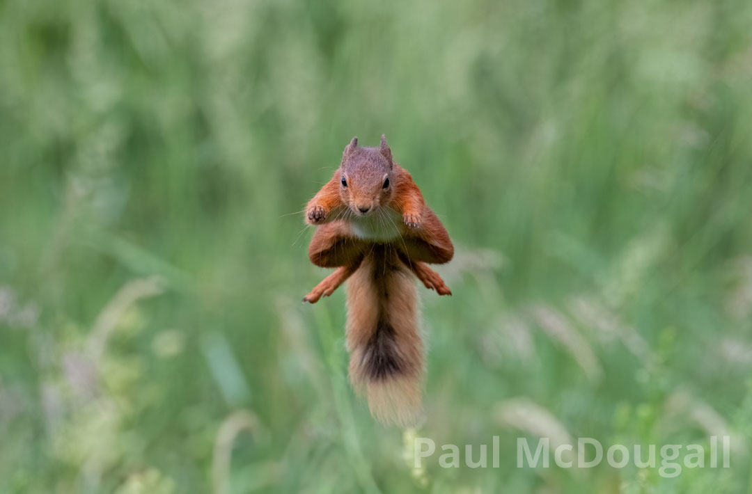 Wildlife Photography in hides for beginners with Paul McDougall