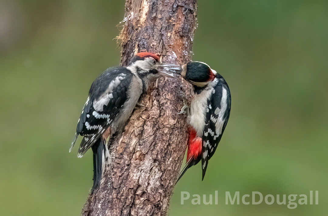 Wildlife Photography in hides for beginners with Paul McDougall