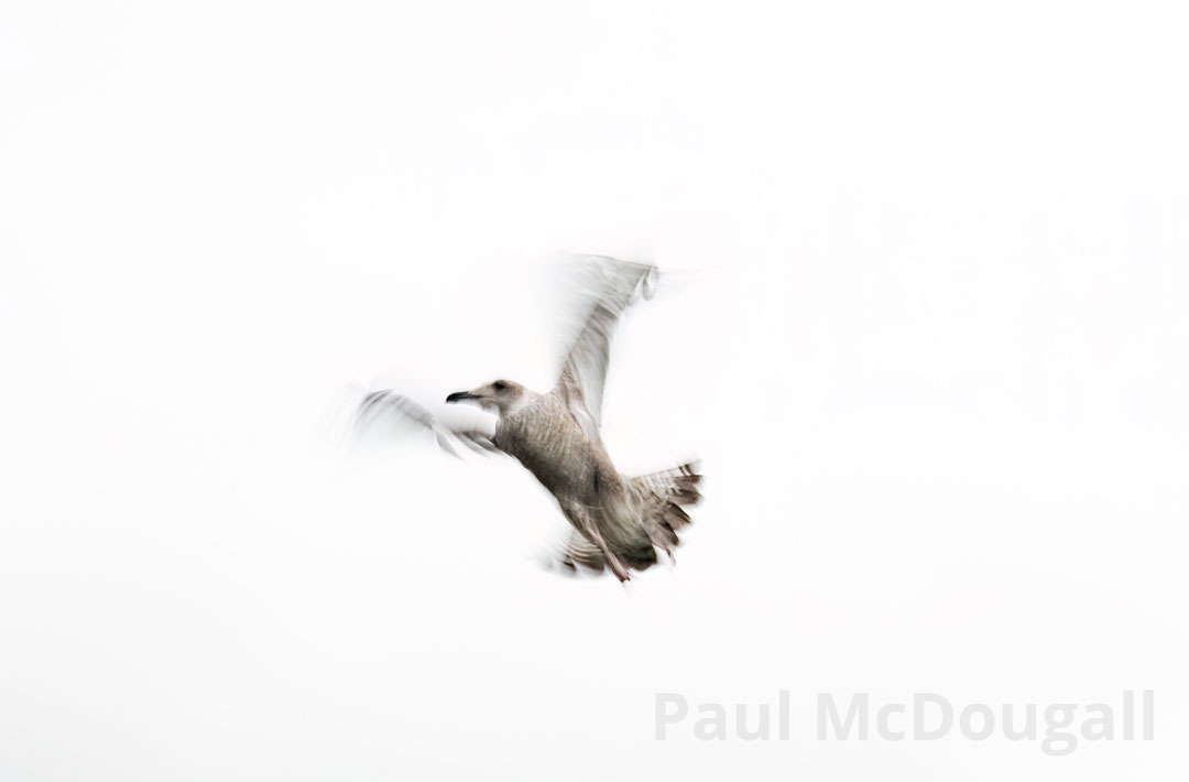 Intentional Camera Movement Workshop with Paul McDougall