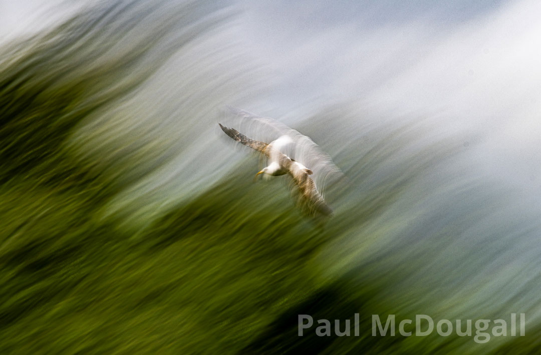 Intentional Camera Movement Workshop with Paul McDougall