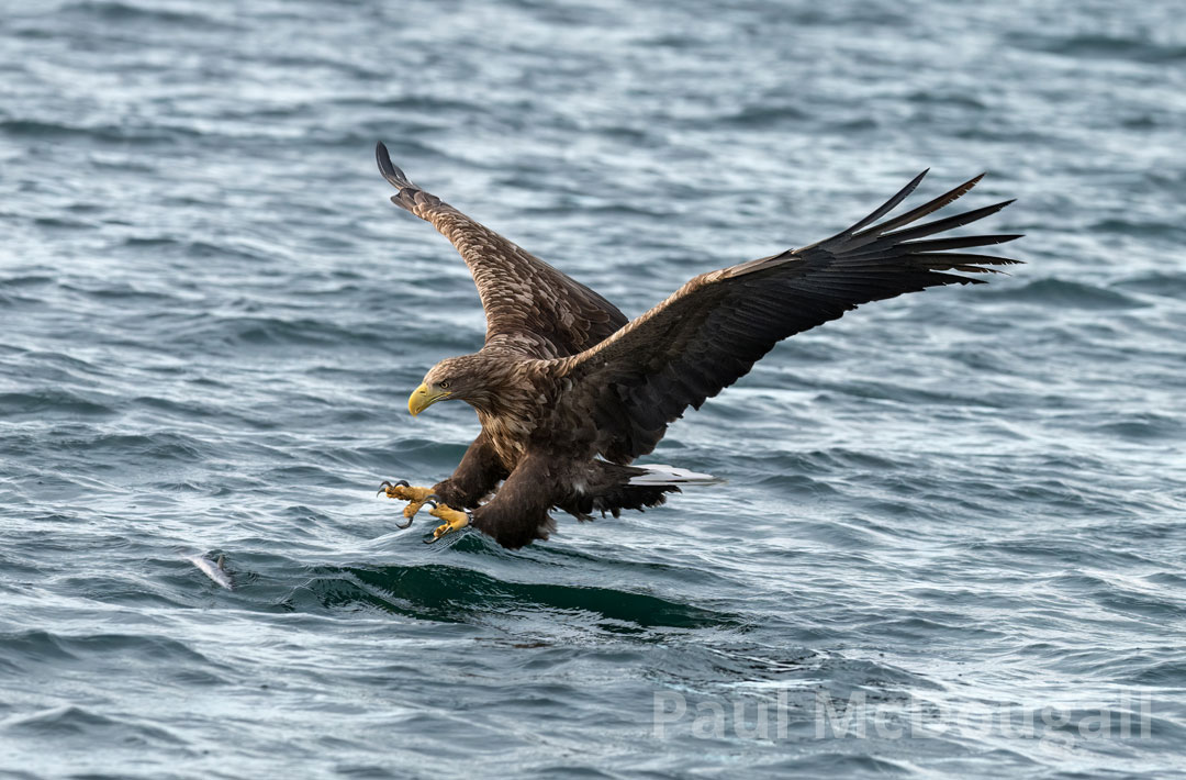Improving your Wildlife Photography skills with Paul McDougall