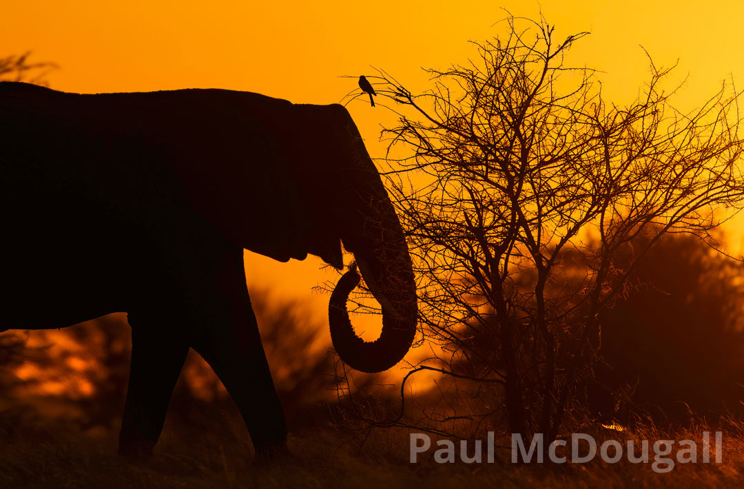 Improving your Wildlife Photography skills with Paul McDougall