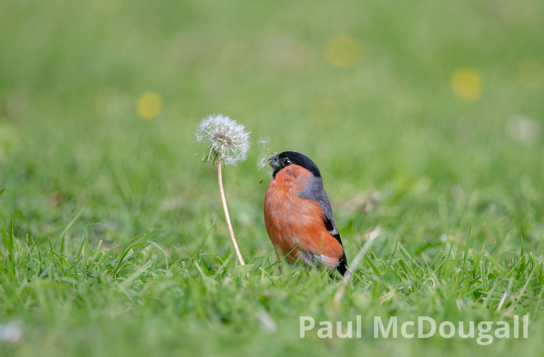 Wildlife Photography for beginners with Paul McDougall