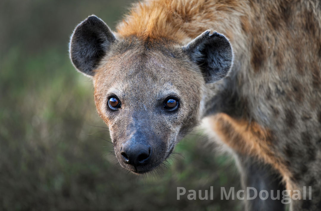 Wildlife Photography for beginners with Paul McDougall