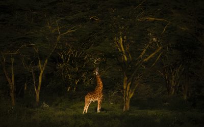 Top Tips to Take Better Photos on Safari